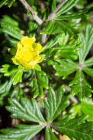 Image result for Potentilla argentea