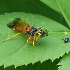 Attēlu rezultāti vaicājumam “Tenthredo campestris”