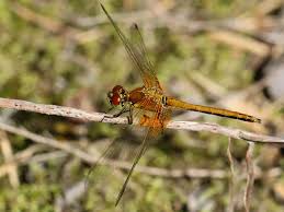 Attēlu rezultāti vaicājumam “Sympetrum flaveolum”