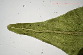 Attēlu rezultāti vaicājumam “Anomodon viticulosus”