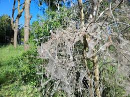 Attēlu rezultāti vaicājumam “Yponomeuta evonymella imago”