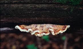 Attēlu rezultāti vaicājumam “Antrodia crassa”