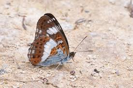 Attēlu rezultāti vaicājumam “Limenitis camilla”