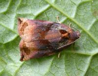 Attēlu rezultāti vaicājumam “Archips podana female”