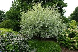 Attēlu rezultāti vaicājumam “Salix alba var. sericea”