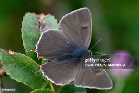 Attēlu rezultāti vaicājumam “Theclinae”