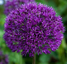 Attēlu rezultāti vaicājumam “Allium holandicum leaf”