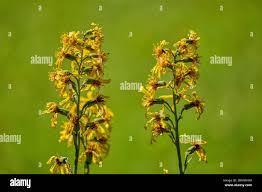 Attēlu rezultāti vaicājumam “Ligularia sibirica flower”