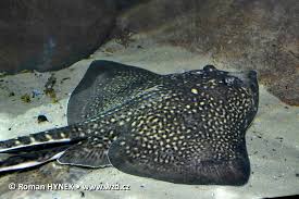 Image result for Raja clavata