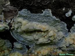 Attēlu rezultāti vaicājumam “Skeletocutis odora”