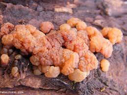 Attēlu rezultāti vaicājumam “Exidia repanda”