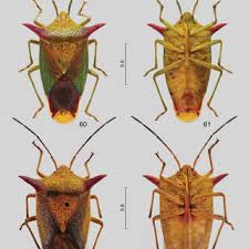 Attēlu rezultāti vaicājumam “Acanthosoma haemorrhoidale imago”