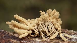 Attēlu rezultāti vaicājumam “Fuligo luteonitens macro”