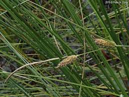 Attēlu rezultāti vaicājumam “Carex lasiocarpa female flower”