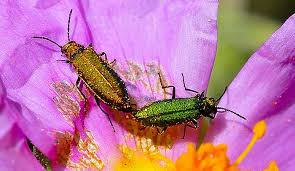 Attēlu rezultāti vaicājumam “Chrysanthia viridissima”