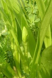 Attēlu rezultāti vaicājumam “Dactylorhiza incarnata leaf”