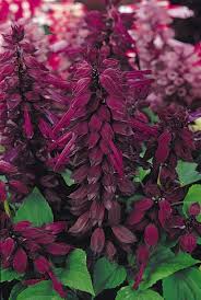Image result for Salvia splendens