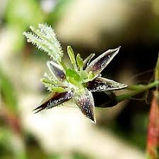 Attēlu rezultāti vaicājumam “Luzula pilosa bud”