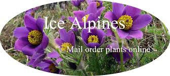 Attēlu rezultāti vaicājumam “Androsace septentrionalis fruit”