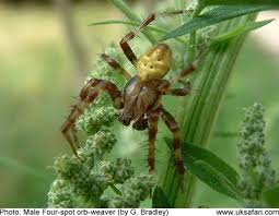 Attēlu rezultāti vaicājumam “Araneus quadratus male”