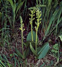 Attēlu rezultāti vaicājumam “Listera ovata”