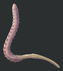 Attēlu rezultāti vaicājumam “Annelides”