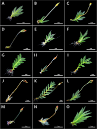 Attēlu rezultāti vaicājumam “Fissidens gracilifolius”