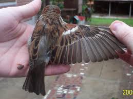 Attēlu rezultāti vaicājumam “Passer domesticus male”