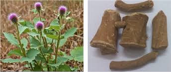 Attēlu rezultāti vaicājumam “Arctium lappa fruit”