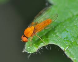 Attēlu rezultāti vaicājumam “Agathomyia wankowiczii”