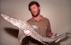 Image result for Mustelus antarcticus