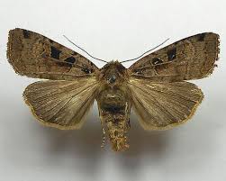 Attēlu rezultāti vaicājumam “Xestia triangulum”