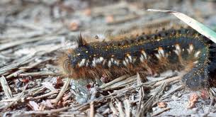 Attēlu rezultāti vaicājumam “Euthrix potatoria larva”