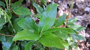 Attēlu rezultāti vaicājumam “Orthilia secunda leaf”
