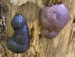 Attēlu rezultāti vaicājumam “Amaurochaete atra”