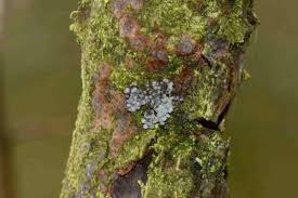 Attēlu rezultāti vaicājumam “Diderma cinereum”