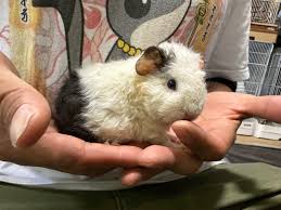 Image result for テディ