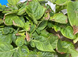 Attēlu rezultāti vaicājumam “Solanum tuberosum leaf”