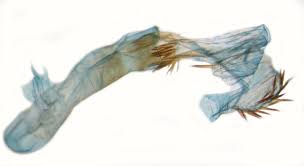 Attēlu rezultāti vaicājumam “Apamea ophiogramma”