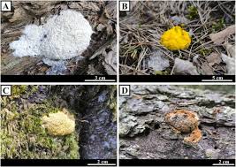 Attēlu rezultāti vaicājumam “Stemonitopsis aequalis var. microspora macro”