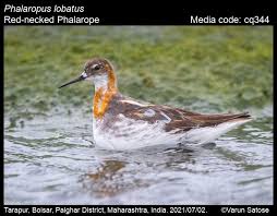 Attēlu rezultāti vaicājumam “Phalaropus lobatus”