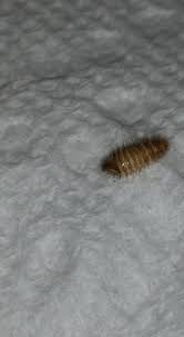 Attēlu rezultāti vaicājumam “Anthrenus sp. larva”