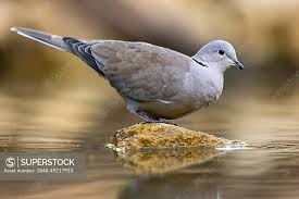 Attēlu rezultāti vaicājumam “Streptopelia decaocto”