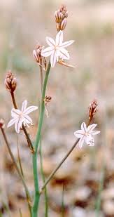 Image result for Asphodelus fistulosus