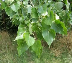 Attēlu rezultāti vaicājumam “Populus x canadensis”