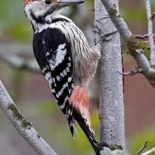 Attēlu rezultāti vaicājumam “Dendrocopos leucotos male”