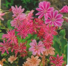 Image result for Bitterwurz