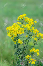 Attēlu rezultāti vaicājumam “Jacobaea vulgaris flower”