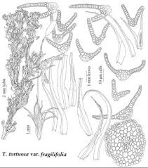 Attēlu rezultāti vaicājumam “Tortella tortuosa”