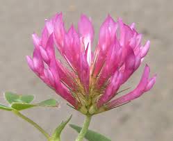 Attēlu rezultāti vaicājumam “Trifolium medium flower”